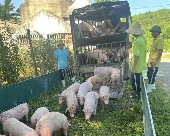 Quản lý và nhân viên trang trại bị tạm giữ vì tham ô 41 con lợn