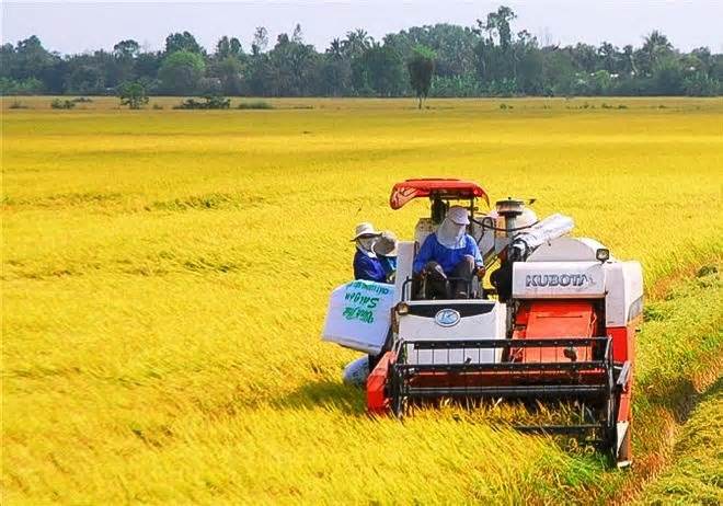 Xuất khẩu gạo đạt kỷ lục, Bộ NNPTNT có động thái mới