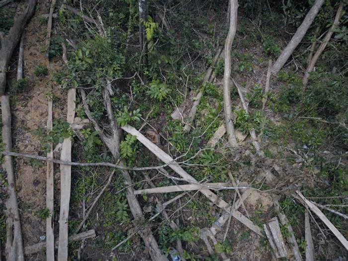 Khởi tố vụ 'tàn sát' hàng trăm cây rừng ở Gia Lai