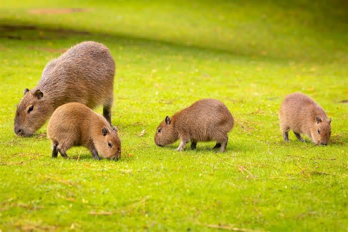 Vì sao chuột Capybara được giới trẻ Việt săn lùng, mê điên đảo?