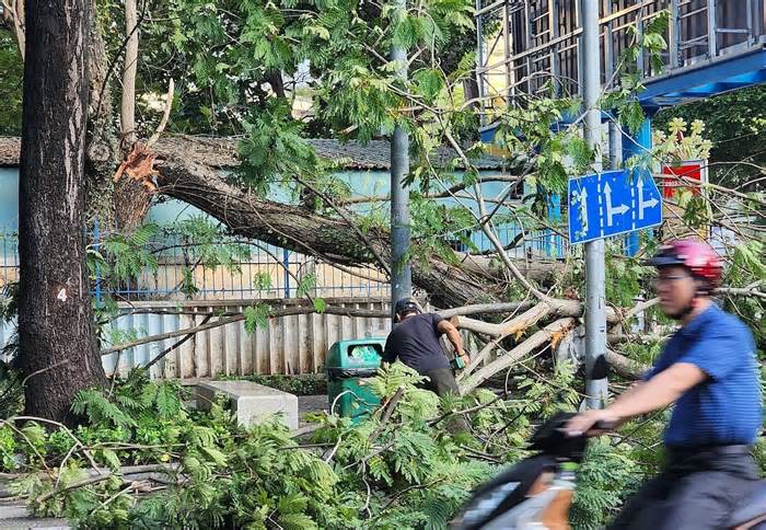 Cây gãy nhánh ở Hồ Con Rùa