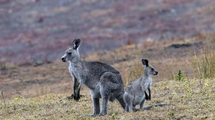 Úc lại băn khoăn khi kangaroo quá đông đúc
