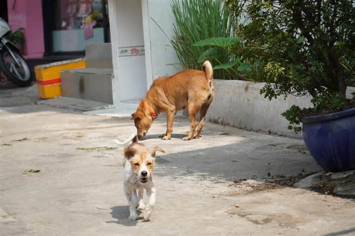 Người dân cần tiêm ngừa cho chó, mèo để phòng chống bệnh dại mùa nắng nóng