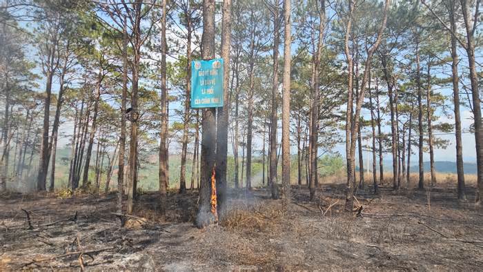 Cháy tại rừng thông ở Đắk Nông, xã huy động dập lửa cứu cây