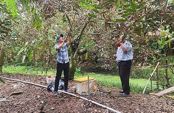 Lùm xùm khách du lịch tố bỏ tiền đi thăm vườn trái cây mà vườn... trống hoắc