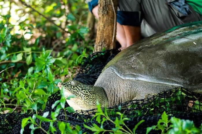 Rùa quý hiếm nhất thế giới nặng gần 100kg chết ở hồ Đồng Mô