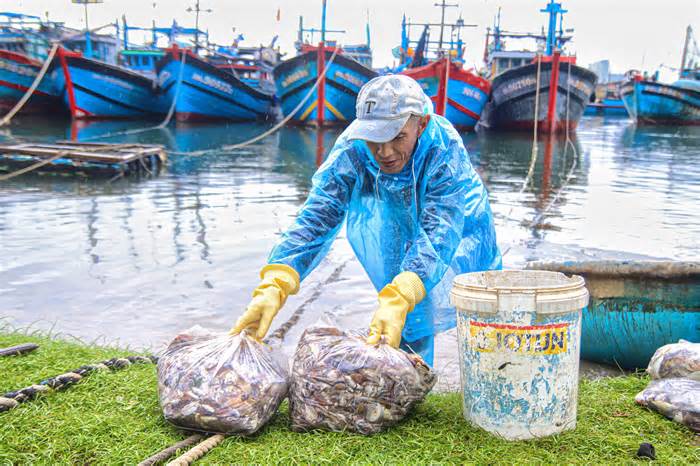 Ra khơi sau bão, ngư dân Đà Nẵng hồ hởi với những mẻ cá đầy