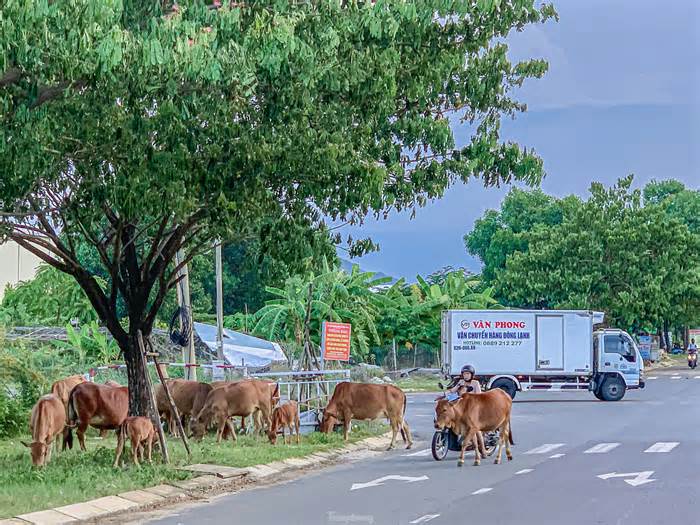 Đà Nẵng: Trâu bò nghênh ngang, người đi đường sốt vó