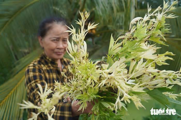Rau màu, cây cỏ chuyển màu bạc, hồng bất thường: Bước đầu xác định do nguồn nước