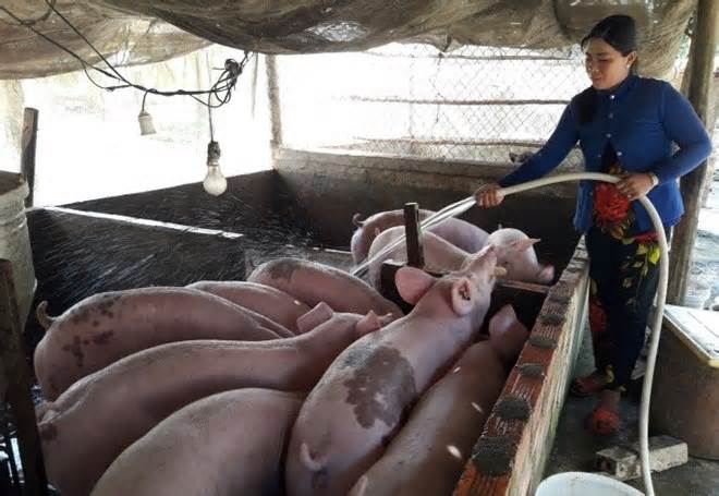 Kiểm kê khí nhà kính ở trang trại lợn, gà phát sinh chi phí lớn và thiếu khả thi