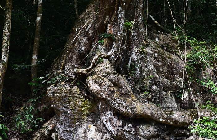 Những gốc nghiến nghìn năm tuổi giữa rừng già Na Hang