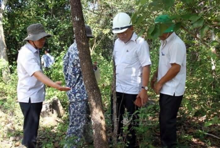 Khẩn trương điều tra, xử lý vụ 'đầu độc cây rừng tự nhiên' tại Ninh Thuận