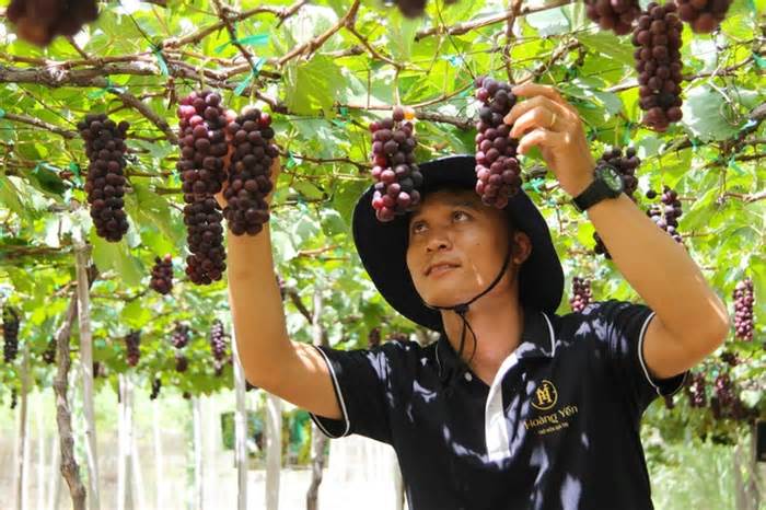 Nho Ninh Thuận 'rũ bùn' đón Tết sau lũ dữ