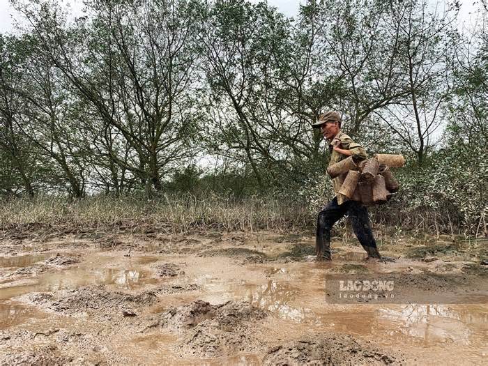 Người dân Quảng Ninh lội bùn, men theo vạt rừng 'săn cáy'