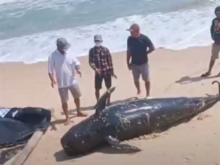 Cá voi dài 4,5m, nặng gần 1 tấn dạt vào bờ biển Khánh Hòa