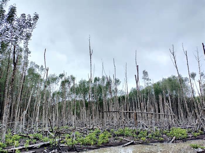Gần 30ha trong dự án trồng rừng ngập mặn tại Cà Mau bị chết