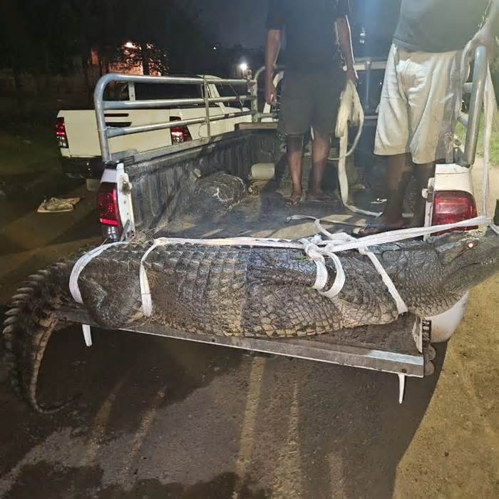 Cá sấu nằm 'ăn vạ' trên đường quốc lộ