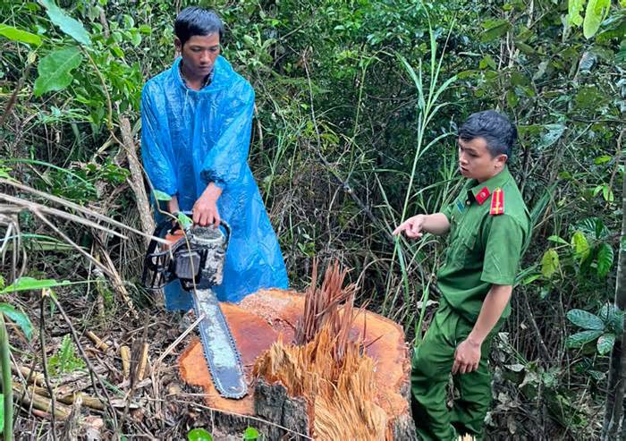Xử lý nghiêm đối tượng phá rừng tại Lâm Đồng