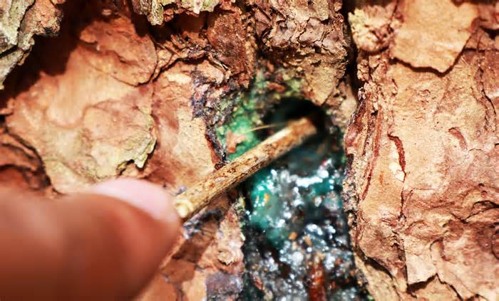 Thông già ở rừng phòng hộ Lâm Đồng bị đầu độc hàng loạt