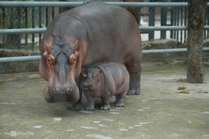 Hành trình sinh con của hà mã ở vườn thú Hà Nội