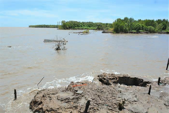 Sạt lở làm mất hơn 5.200 ha rừng ở Cà Mau