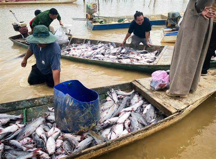 25 tấn cá lăng chết trắng bụng trên hồ thủy điện Ialy