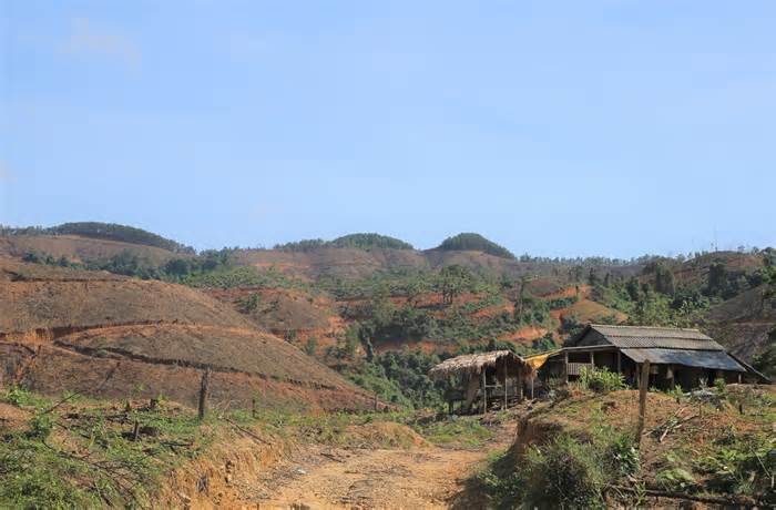 Nhóm hộ trồng rừng thắng kiện Uỷ ban nhân dân tỉnh