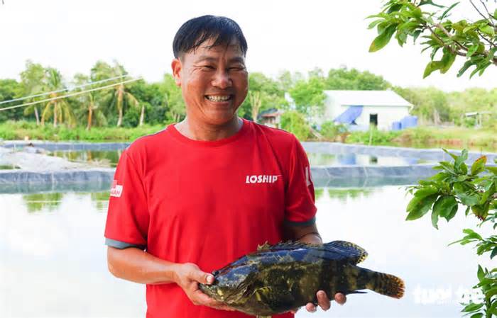 Dân Kiên Giang 'sống khỏe’ nhờ nuôi cá mú trong ao đất