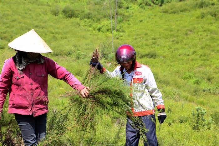 Nông dân Hà Tĩnh kiếm bộn tiền từ cây mọc hoang trên rừng