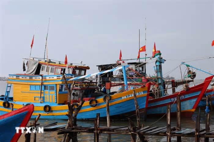Thành phố Hồ Chí Minh: Tàu cá nằm bờ vì tàu một đằng, giấy phép một nẻo