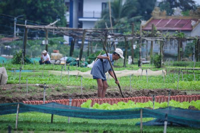 Trà Quế Hội An nhận giải Làng du lịch tốt nhất năm 2024