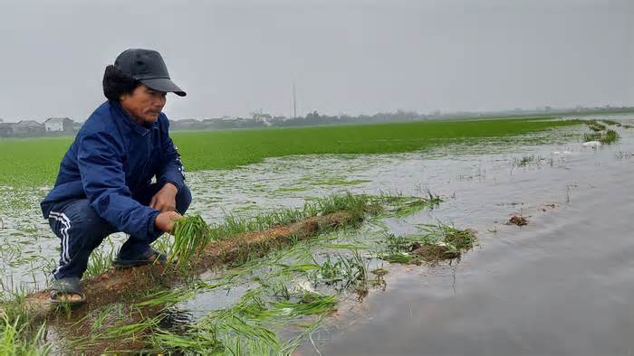 Quảng Trị: Máy bơm hoạt động 24/24 'chạy đua' cứu lúa ngập úng nặng