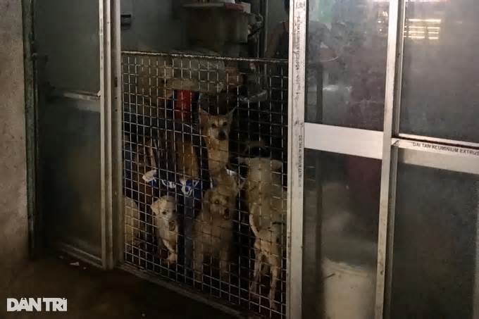 Hộ nuôi hơn 80 con chó ở TPHCM bị phạt 64 triệu đồng