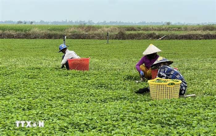 Những cách làm hay giúp đồng bào Khmer thoát nghèo bền vững tại Bạc Liêu