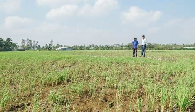 Người sử dụng đất trồng lúa có được chuyển đổi cơ cấu cây trồng, vật nuôi?