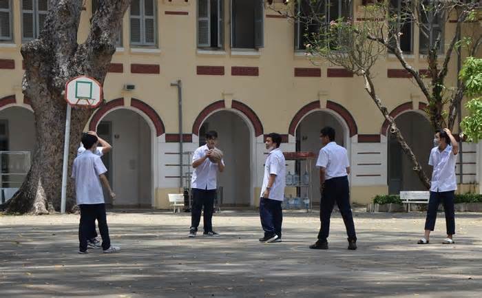 Trường học ở TP Hồ Chí Minh muốn đốn hạ 12 cây cổ thụ đề phòng ngã đổ