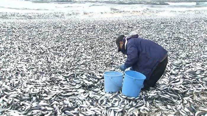 1.000 tấn cá chết dạt vào bờ biển Nhật Bản