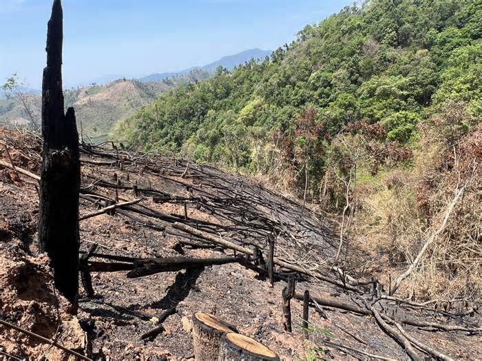 Khởi tố 5 đối tượng trong vụ phá rừng quy mô lớn ở Kon Tum