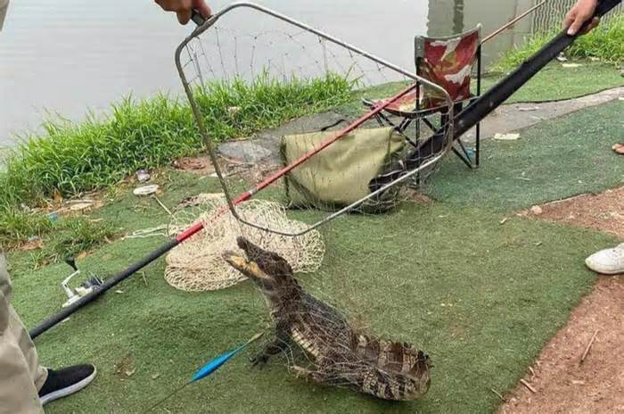 Dân câu được cá sấu từ hồ ở Hà Nội, chính quyền nói 'từ nơi khác bò tới'