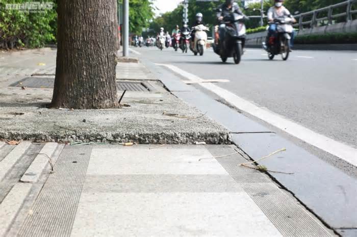 TP.HCM lý giải việc trám bê tông quanh gốc cây trên đường vào Sân bay Tân Sơn Nhất