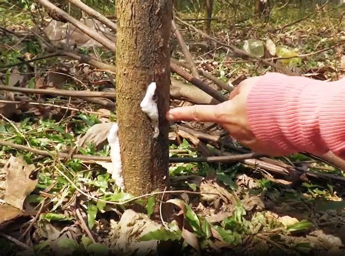 Hơn 423 hecta cây xóa nghèo ở Quảng Ngãi chết do nhiễm nấm