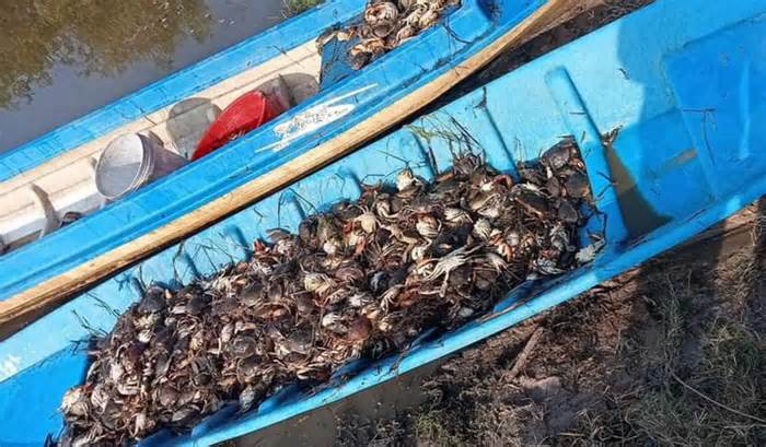 Cua biển nuôi của một người dân ở Kiên Giang chết khoảng 90% chưa rõ nguyên nhân