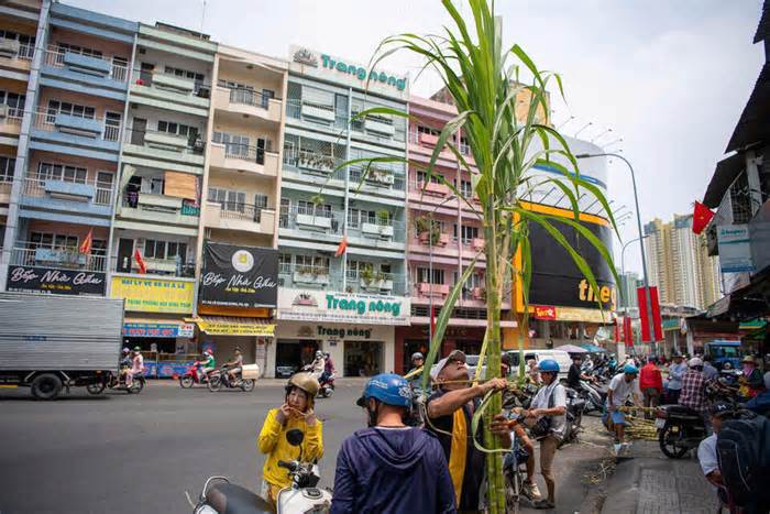 Người dân TPHCM mua mía vàng trước ngày vía Ngọc Hoàng