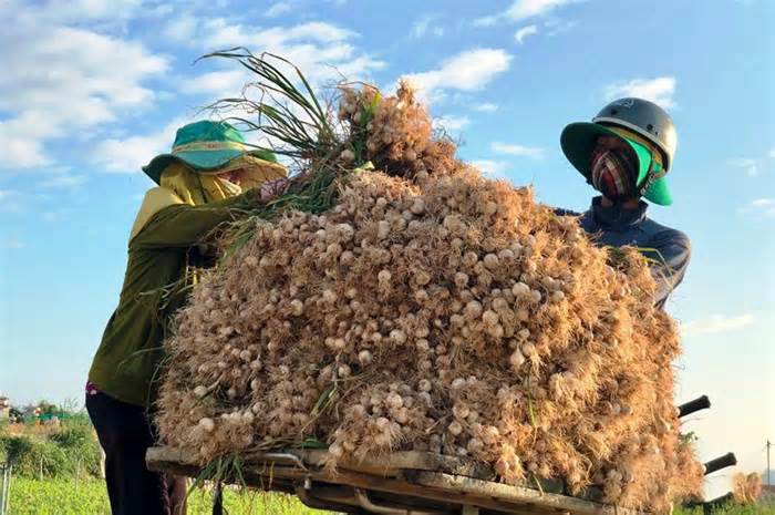 Đặc sản tỏi Lý Sơn được mùa nhưng mất giá