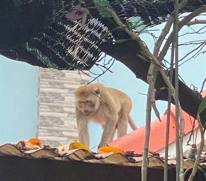 Khỉ đuôi dài quý hiếm thường xuyên 'đại náo' khu dân cư ở TPHCM