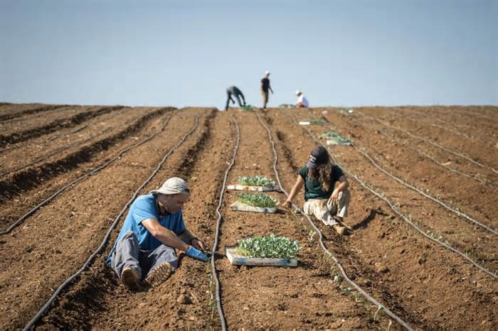 Nông dân Israel kêu trời vì thiếu lao động Thái Lan, Palestine
