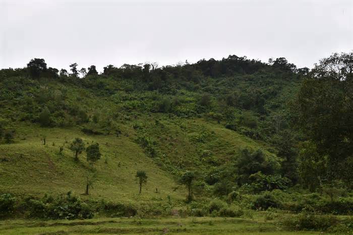 Việt Nam hướng tới nâng cao chất lượng 240.000ha rừng