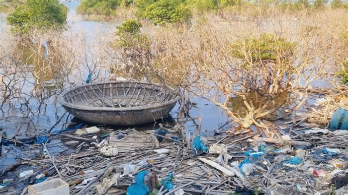 Quảng Nam tìm giải pháp “cứu” gần 7 hecta rừng ngập mặn chết khô