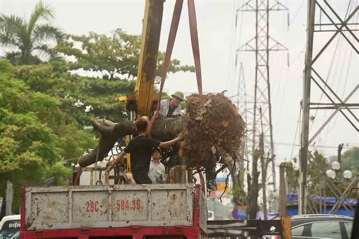 Hà Nội di dời hàng trăm cây xanh mở đường lên 6 làn xe