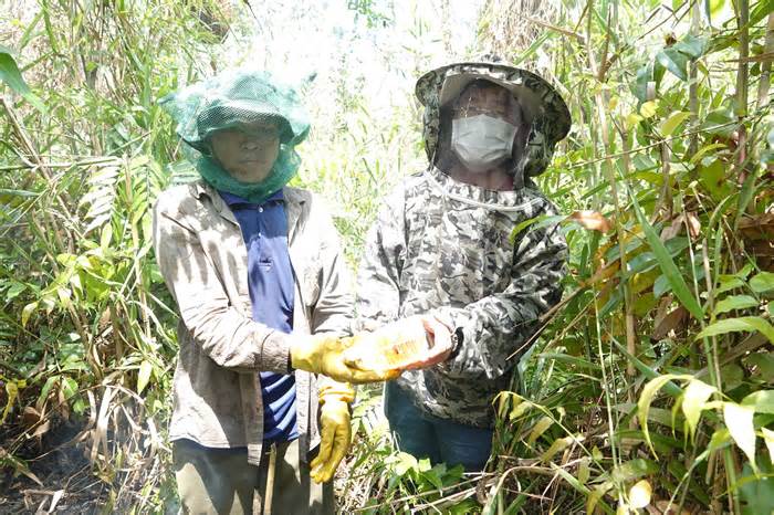 Những người yêu rừng mà làm nghề gác kèo ong ở Hậu Giang